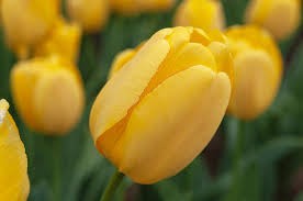 Тюльпаны Голден Парад 5шт 12/+/Tulip Golden Parade