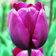 Тюльпаны Негрита 5шт 12/+/Tulip Negrita