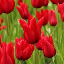 Тюльпаны Претти Вумен 5шт 12/+/ Tulips Pretty Woman