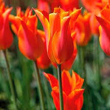 Тюльпаны Балерина 5шт лилиецветный 12/+/Tulip Ballerina