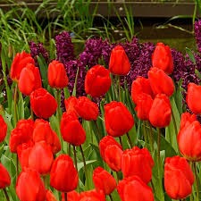 Тюльпаны Оксворд 5шт 12/+/Tulip Oxford
