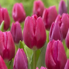 Тюльпаны Пинк Ардор 5шт 12/+/Tulip Pink Ardour
