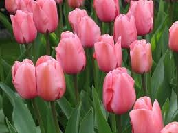 Тюльпаны Ван Эйк 5шт Дарвинов гибрид 12/+/Tulips Van Eijk