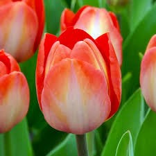 Тюльпаны Оранж Ван Эйк 5шт 12/+/Ttulip Orange Van Eijk