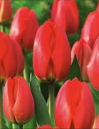 Тюльпаны Ред Импрешин 5шт Дарвинов гибрид 12/+/Tulip Red Impression
