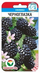 Ежевика Черноглазка 10шт Сиб Сад Ежевика Черноглазка 10шт Сиб Сад