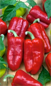 Перец сладкий Красные Щечки 30шт СС