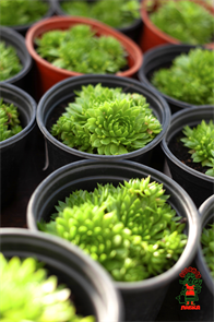 Молодило кровельное Каменная Роза