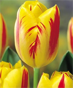 {{productViewItem.photos[photoViewList.activeNavIndex].Alt || productViewItem.photos[photoViewList.activeNavIndex].Description || 'Тюльпан Вашингтон луковица 11/12 (5шт)'}}