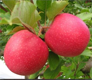 {{productViewItem.photos[photoViewList.activeNavIndex].Alt || productViewItem.photos[photoViewList.activeNavIndex].Description || 'Яблоня Дива (Л)'}}