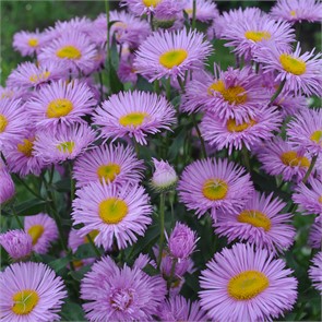 Мелколепестник (Эригерон) Зонтик голубой/Лавандовые грезы