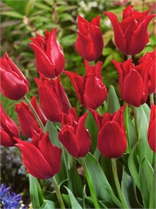 Тюльпаны Претти Вумен 5шт 12/+/ Tulips Pretty Woman