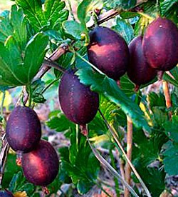 Крыжовник Куйбышевский