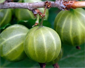 Крыжовник Уайт Смит