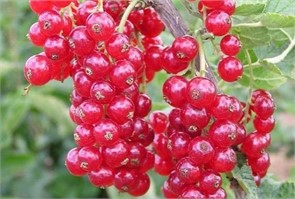 Смородина красная Восторг