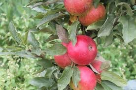 Яблоня колоновидная Экстаз