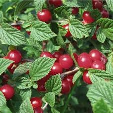 Вишня Восторг войлочная 59673