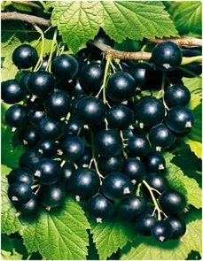 Смородина черная Бен Хопен