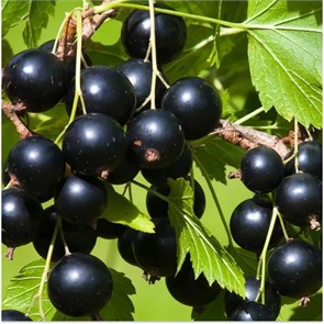 Смородина черная Вымпел