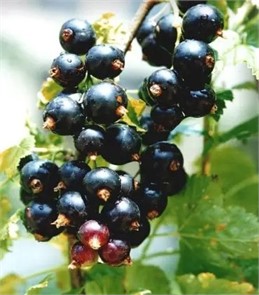 Смородина черная Перун