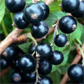 Смородина черная Мушкетер