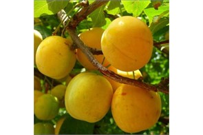 Слива Нейва