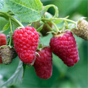 Малина Глен Файн (с/ранн) h 2,5м, до 6г