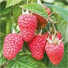 Малина Татьяна рем.