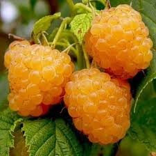 Малина Золотой сентябрь