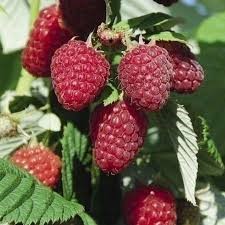 Малина Сюрприз садоводу