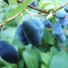 Жимолость Хоней Би