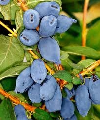 Жимолость Бореал Бьюти