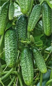 Огурец Фора F1 6шт УД