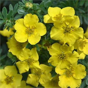 {{productViewItem.photos[photoViewList.activeNavIndex].Alt || productViewItem.photos[photoViewList.activeNavIndex].Description || 'Курильский чай(Лапчатка) Дакота Санпот'}}