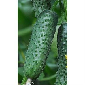 Огурец Вятич F1 5шт Yuksel Tohum/Садовита