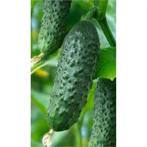 Огурец Чайковский F1 5шт Rijk Zwaan/Садовита