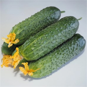 Огурец Мадейра F1 6шт СС