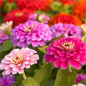 Циния Лиллипут смесь 0,4гр Садовита