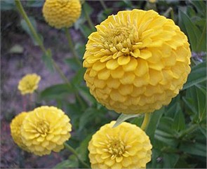 Циния Лиллипут Желтая 0,4гр Садовита