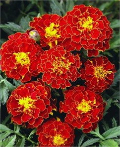 Бархатцы Брокада красная 0,3гр Садовита