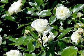 Роза спрей Алабастер Садовита кор.