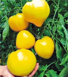 Томат Золотой стиль 0,05гр Садовита