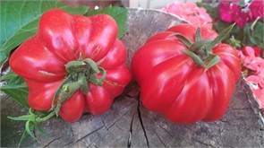 Томат Минусинский лев 5шт Садовита