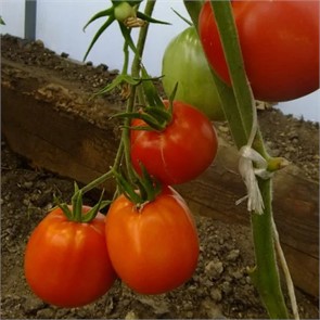 Томат Минусинский Бочковой 5шт Садовита