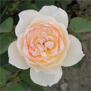 {{productViewItem.photos[photoViewList.activeNavIndex].Alt || productViewItem.photos[photoViewList.activeNavIndex].Description || 'Роза шраб Дездемона (английская) Садовита кор.'}}