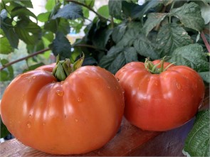 Томат Минусинский яблочный 10шт Садовита