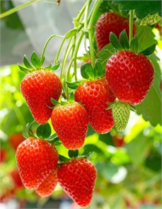 Земляника Сан Андреасс ремонтантная 0,01гр /10