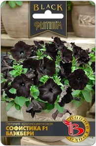 Петуния Софистика F1 Блэкбери 6шт Б/техника