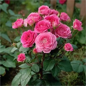 Роза Хи Хо спрей