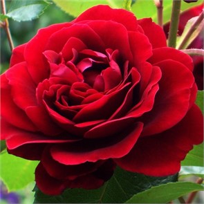 Роза Амадеус плетистая